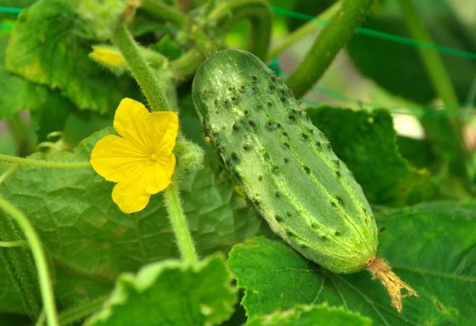 posible bang palaguin ang isang pipino-pollined na pipino sa isang greenhouse