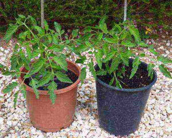 at what temperature to grow tomatoes in the greenhouse