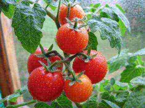 at what temperature to grow tomatoes in the greenhouse