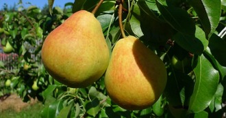 the best varieties of pears