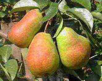 the best varieties of pears