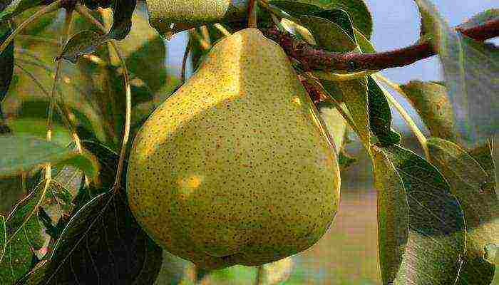 the best pear varieties