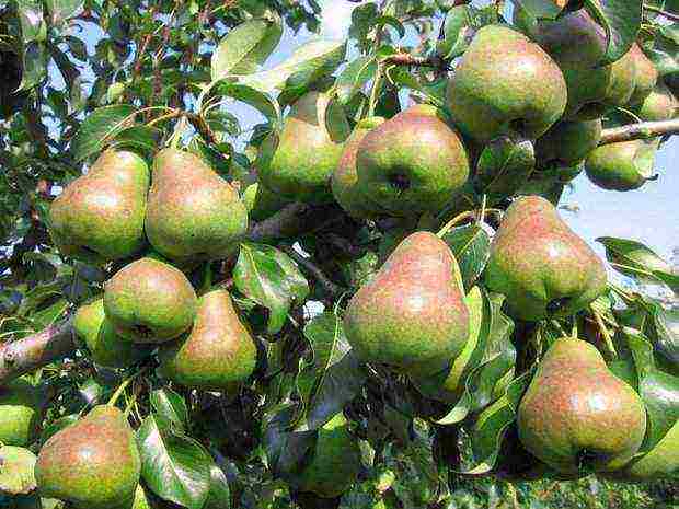 the best pear varieties