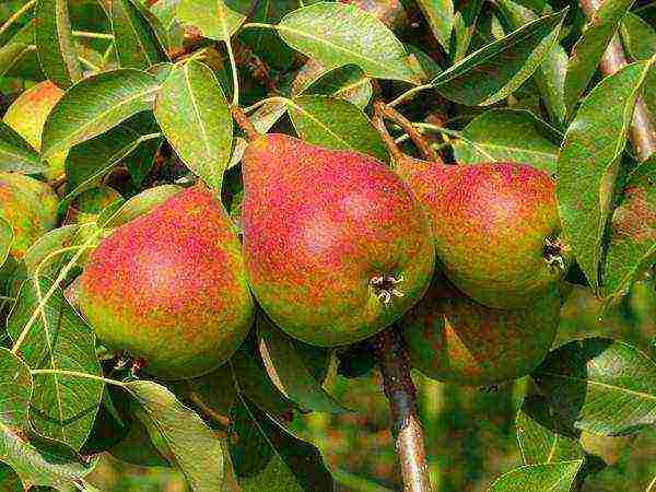 the best pear varieties