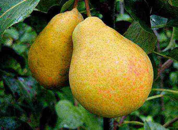 the best pear varieties