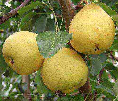 the best pear varieties