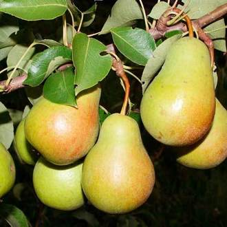 the best pear varieties