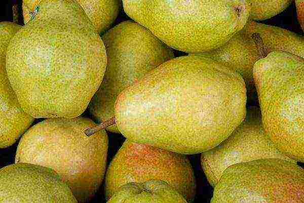 the best pear varieties