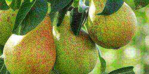 the best pear varieties