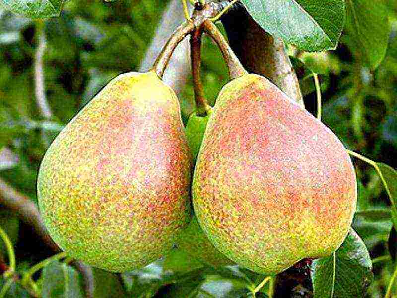 the best pear varieties