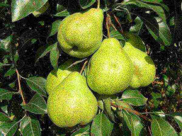 the best pear varieties