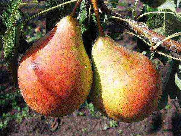 the best pear varieties