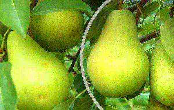 the best pear varieties