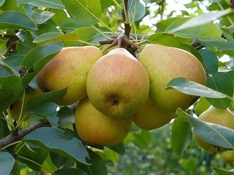 the best pear varieties