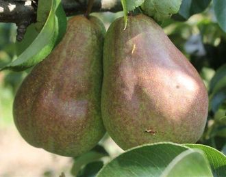 the best pear varieties