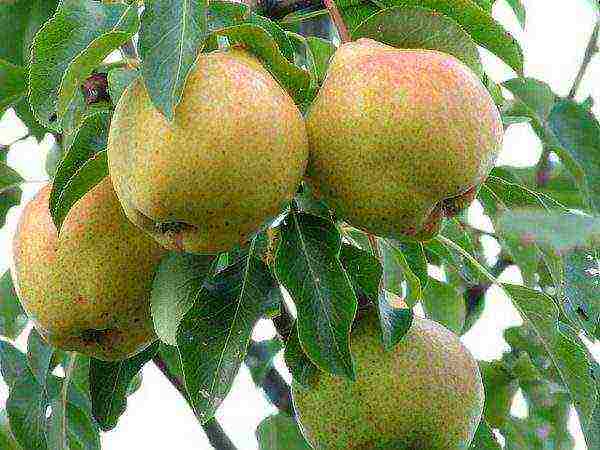 the best pear varieties