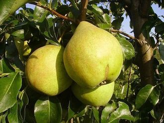 the best pear varieties