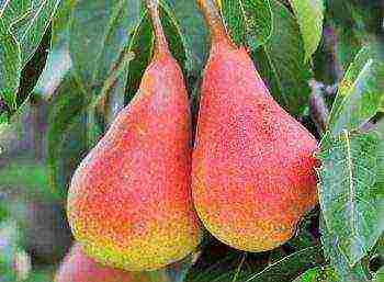 the best pear varieties