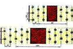 strawberry varieties na maaaring lumago buong taon