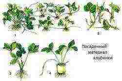 strawberry varieties that can be grown all year round