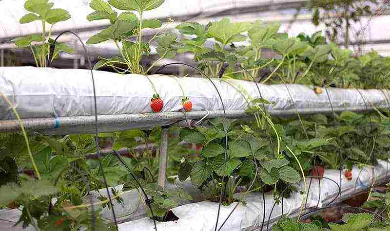 strawberry varieties that can be grown all year round