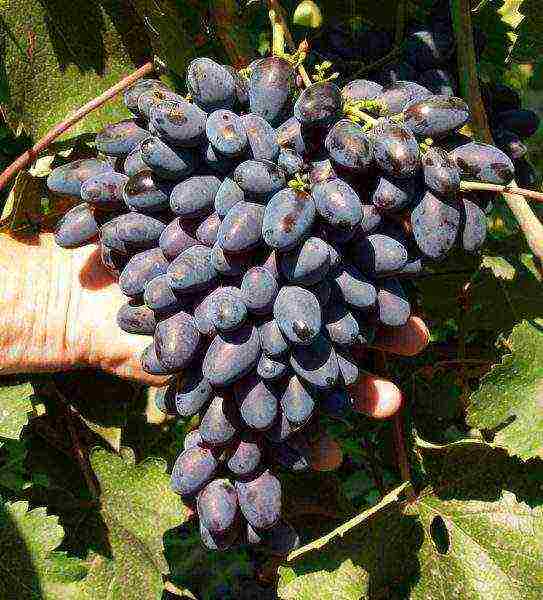 the best technical grapes