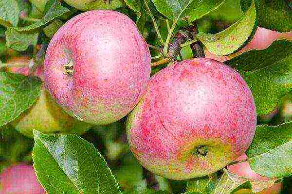 winter apples are the best varieties