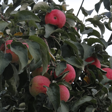 winter apples are the best varieties