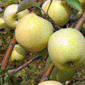 winter apples are the best varieties