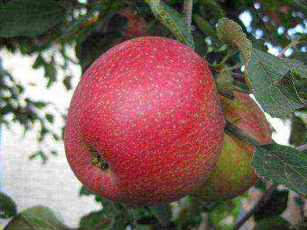 winter apples are the best varieties