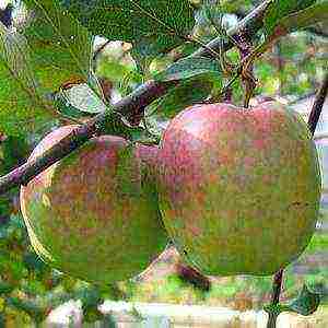 winter apples are the best varieties