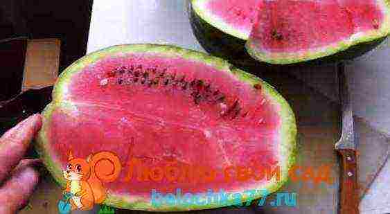watermelon which variety is better