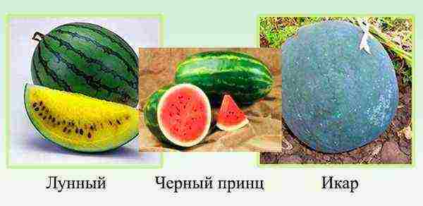 watermelon which variety is better