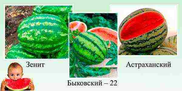 watermelon which variety is better