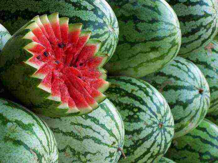 watermelon which variety is better