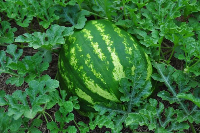 watermelon which variety is better