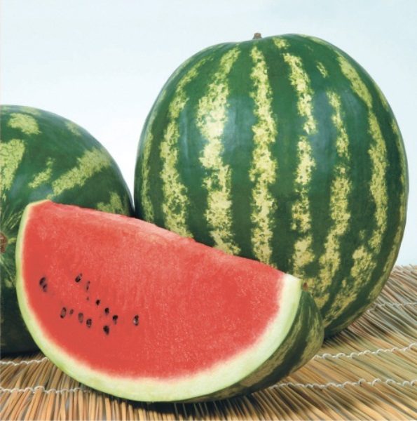 watermelon which variety is better