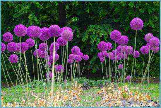 decorative onion planting and care in the open field by seeds