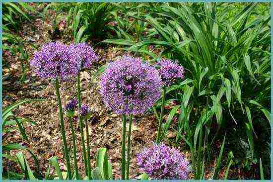 decorative onion planting and care in the open field by seeds