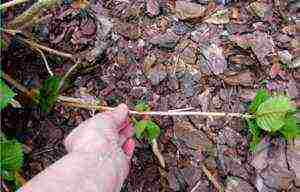 sadnja i njegovanje vrta hortenzije na otvorenom na uralu