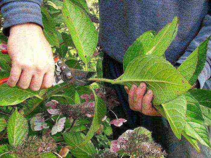 hortenzija crvi sadnju i njegu na otvorenom polju