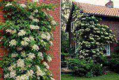 Ang hydrangea ay nangangarap ng pulang pagtatanim at pangangalaga sa bukas na bukid