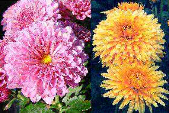 ดอกเบญจมาศปลูกและดูแลในทุ่งโล่งในฤดูใบไม้ร่วง