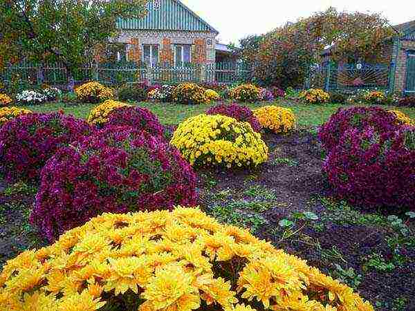 chrysanthemum large-flowered planting and care in the open field in autumn