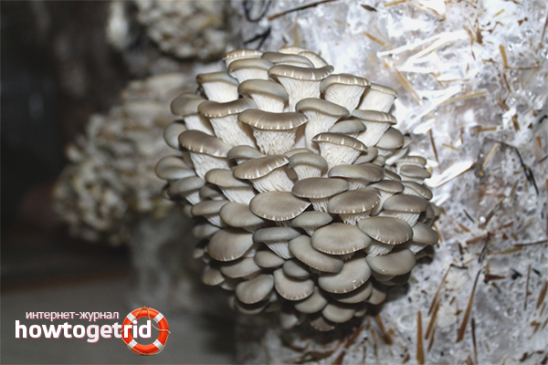 how to grow oyster mushrooms at home in