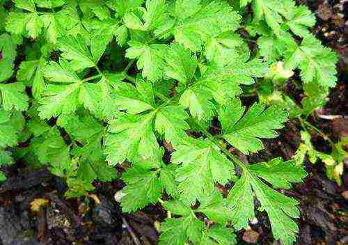 how to properly grow parsley outdoors