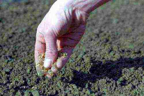 how to properly grow parsley outdoors