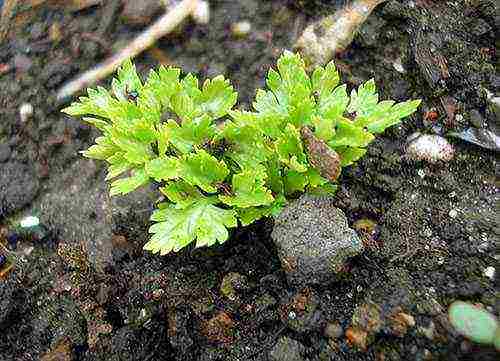how to properly grow parsley outdoors