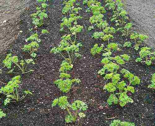 how to properly grow parsley outdoors