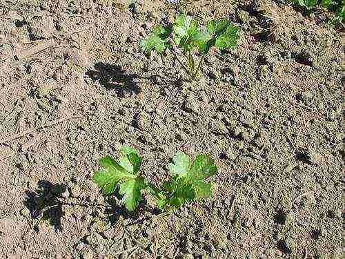 how to properly grow parsley outdoors